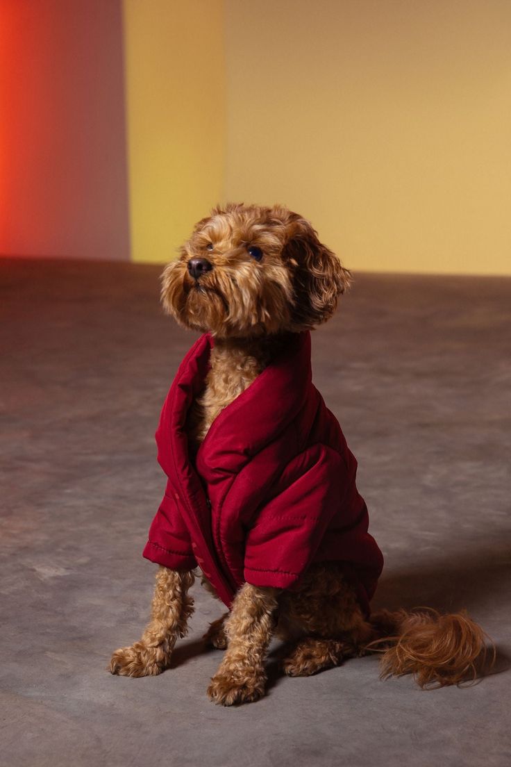 Boundary Setting Isn't Just For Humans. It's The Secret to Confident, Happy Dogs.
