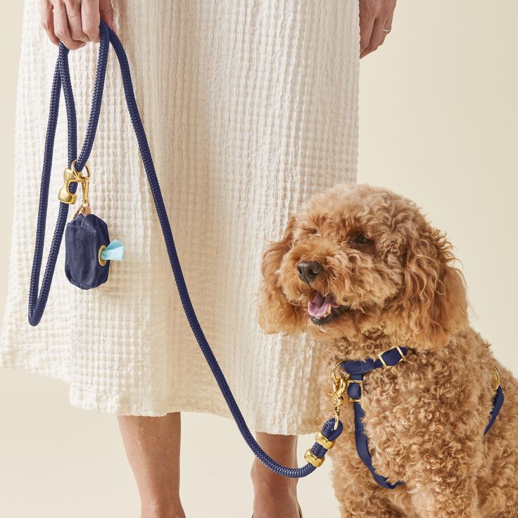 What Happens to Your Dog's Trust When Their Caregiver Keeps Changing