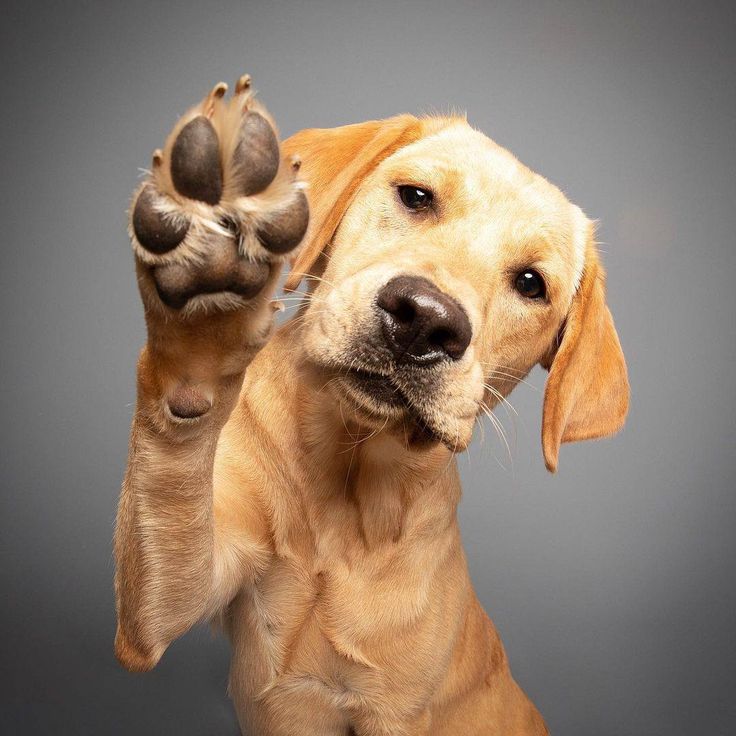 Is Your Dog Trying to Tell You Something? 5 Signs Your Pet Needs More Than Basic Care