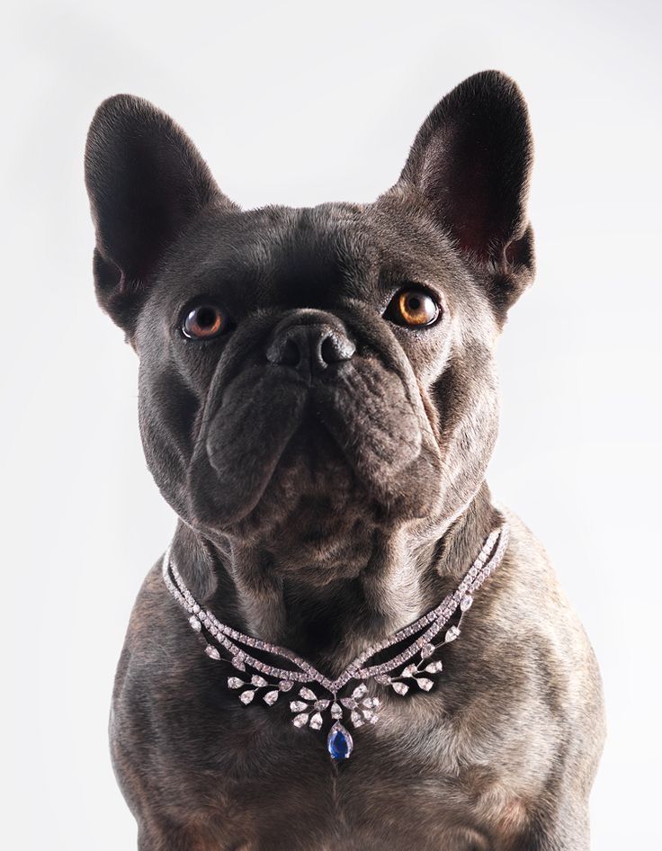 From Tech Executive to Pet Care Entrepreneur