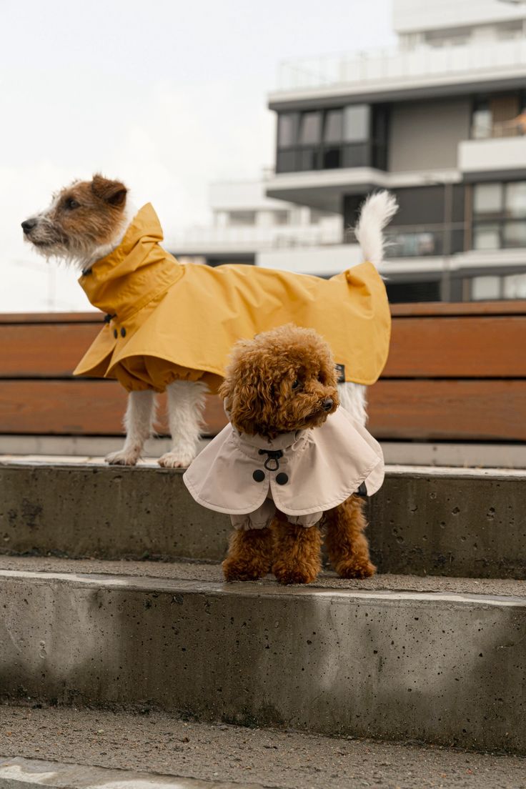 The Dog Breed Your Lifestyle Actually Needs