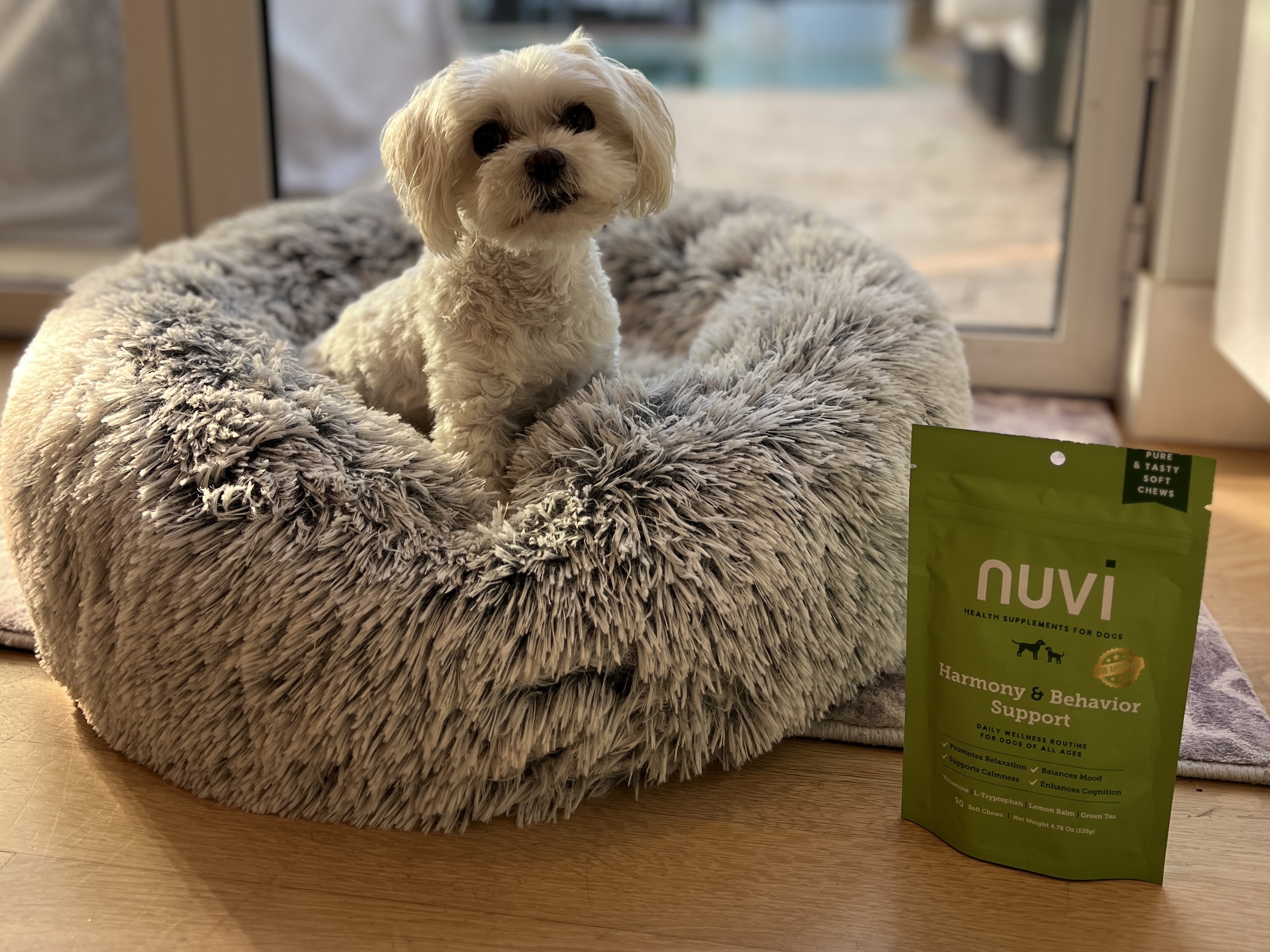 Calm dog resting at home next to Nuvi Harmony and Behavior Support chews