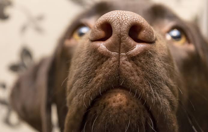 Close-up of a dog's nose mid-sniff