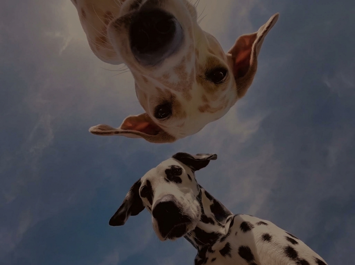 The Hidden Cost of Cheap Pet Care: Why Premium Services Actually Save You Money